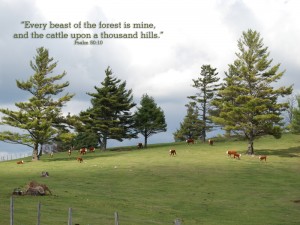 cattle-on-a-thousand-hills