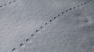 Mouse-Tracks-in-Snow