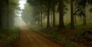 14695-trees-forest-path-road -reen-brown.1200w.tn