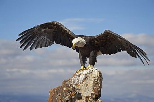 Bald eagle (Haliaeetus leucocephalus) perched with spread wings, Boulder County, Colorado, United States of America, North America