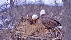 bald-eagle2