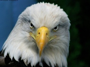 bald_eagle-normal