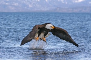 bald_eagle_catching_fish