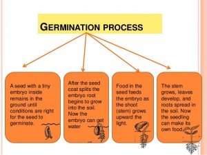 how-do-seed-plants-grow-reproduce-19-638