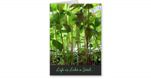 life_is_like_a_seed_text_adjustable_stationery_note_card-rc8a8718f9cff407194d3529e02b44770_xvuai_8byvr_630