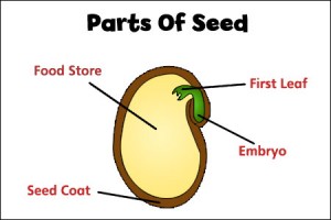 parts-of-seed