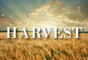 harvest1