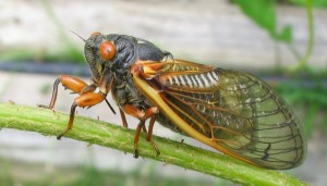 cicada-stockxchng-980x560