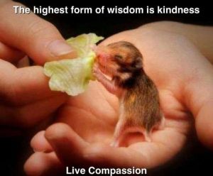 Kindness and Compassion